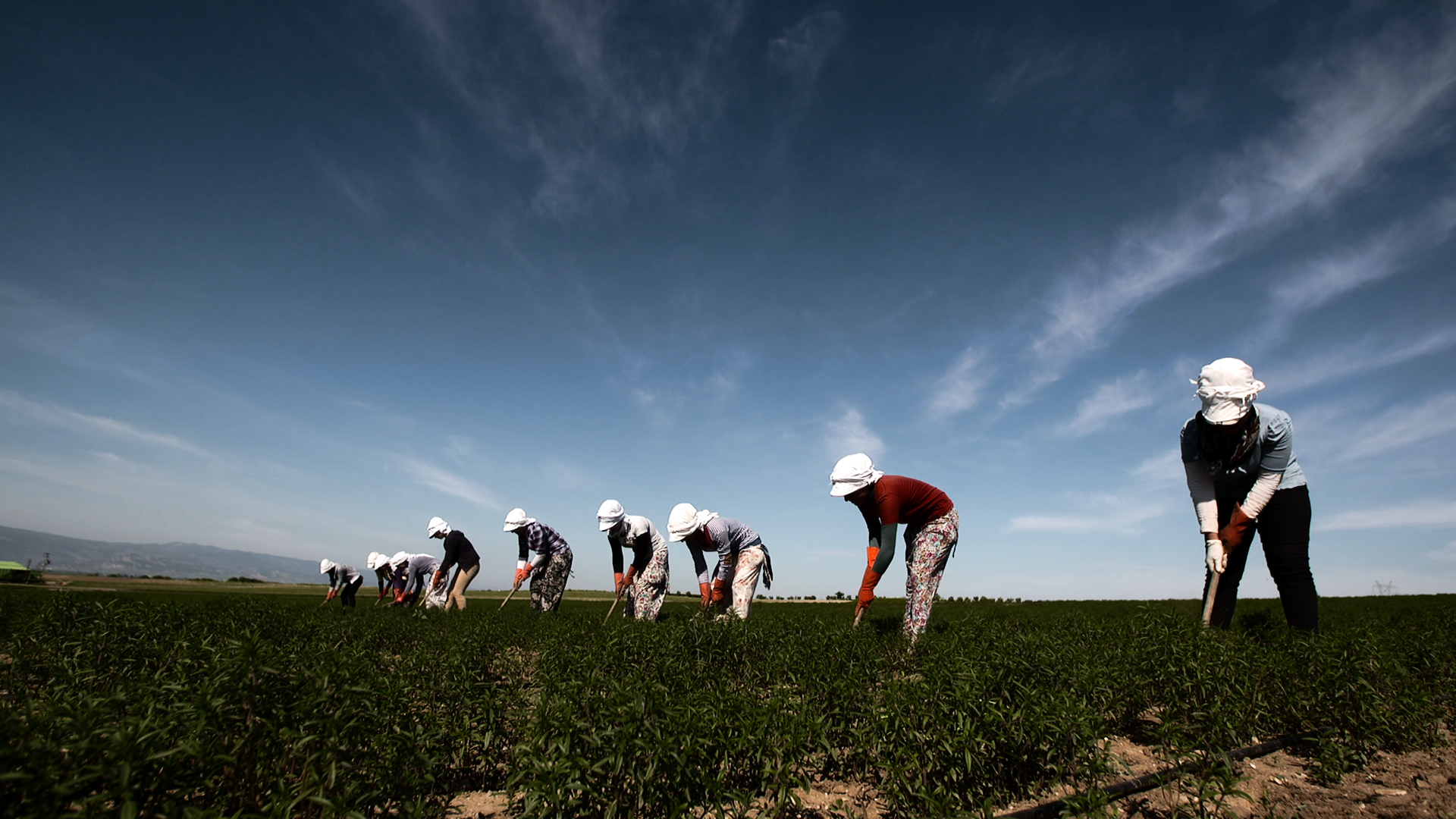 Trakya Tarım Arazileri – Ekim